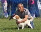 Image 44 in GLEMHAM HALL COUNTRY FAIR JUNE 2009 ( GUNDOGS )