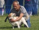 Image 45 in GLEMHAM HALL COUNTRY FAIR JUNE 2009 ( GUNDOGS )