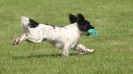 Image 47 in GLEMHAM HALL COUNTRY FAIR JUNE 2009   ( GUNDOGS )