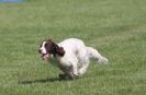 Image 48 in GLEMHAM HALL COUNTRY FAIR JUNE 2009   ( GUNDOGS )