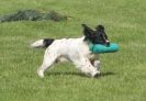 Image 49 in GLEMHAM HALL COUNTRY FAIR JUNE 2009 ( GUNDOGS )