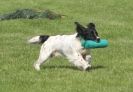 Image 49 in GLEMHAM HALL COUNTRY FAIR JUNE 2009   ( GUNDOGS )