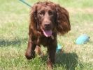 Image 5 in GLEMHAM HALL COUNTRY FAIR JUNE 2009   ( GUNDOGS )