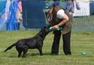 Image 53 in GLEMHAM HALL COUNTRY FAIR JUNE 2009   ( GUNDOGS )