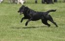 Image 54 in GLEMHAM HALL COUNTRY FAIR JUNE 2009 ( GUNDOGS )