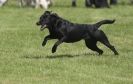 Image 54 in GLEMHAM HALL COUNTRY FAIR JUNE 2009   ( GUNDOGS )