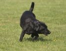 Image 58 in GLEMHAM HALL COUNTRY FAIR JUNE 2009 ( GUNDOGS )