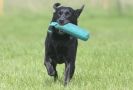 Image 6 in GLEMHAM HALL COUNTRY FAIR JUNE 2009   ( GUNDOGS )