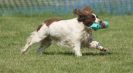 Image 60 in GLEMHAM HALL COUNTRY FAIR JUNE 2009 ( GUNDOGS )