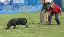 Image 61 in GLEMHAM HALL COUNTRY FAIR JUNE 2009 ( GUNDOGS )