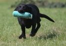 Image 62 in GLEMHAM HALL COUNTRY FAIR JUNE 2009   ( GUNDOGS )