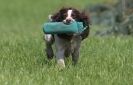 Image 64 in GLEMHAM HALL COUNTRY FAIR JUNE 2009 ( GUNDOGS )