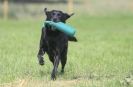 Image 7 in GLEMHAM HALL COUNTRY FAIR JUNE 2009   ( GUNDOGS )