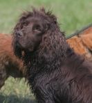 Image 9 in GLEMHAM HALL COUNTRY FAIR JUNE 2009   ( GUNDOGS )