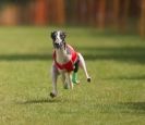 EAST ANGLIAN  WHIPPET RACING CLUB. BLACK VELVET OPEN 2009 