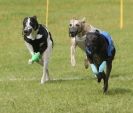 Image 10 in EAST ANGLIAN  WHIPPET RACING CLUB. BLACK VELVET OPEN 2009 