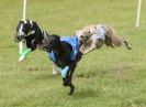 Image 12 in EAST ANGLIAN  WHIPPET RACING CLUB. BLACK VELVET OPEN 2009 