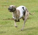 Image 13 in EAST ANGLIAN  WHIPPET RACING CLUB. BLACK VELVET OPEN 2009 