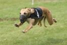 Image 17 in EAST ANGLIAN  WHIPPET RACING CLUB. BLACK VELVET OPEN 2009 