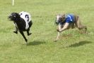 Image 19 in EAST ANGLIAN  WHIPPET RACING CLUB. BLACK VELVET OPEN 2009 