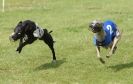 Image 20 in EAST ANGLIAN  WHIPPET RACING CLUB. BLACK VELVET OPEN 2009 