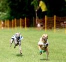 Image 21 in EAST ANGLIAN  WHIPPET RACING CLUB. BLACK VELVET OPEN 2009 