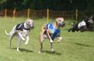 Image 22 in EAST ANGLIAN  WHIPPET RACING CLUB. BLACK VELVET OPEN 2009 