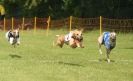 Image 23 in EAST ANGLIAN  WHIPPET RACING CLUB. BLACK VELVET OPEN 2009 