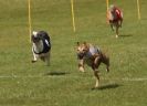 Image 27 in EAST ANGLIAN  WHIPPET RACING CLUB. BLACK VELVET OPEN 2009 