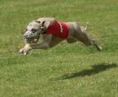 Image 28 in EAST ANGLIAN  WHIPPET RACING CLUB. BLACK VELVET OPEN 2009 