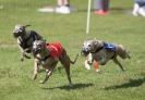 Image 29 in EAST ANGLIAN  WHIPPET RACING CLUB. BLACK VELVET OPEN 2009 