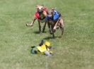 Image 3 in EAST ANGLIAN  WHIPPET RACING CLUB. BLACK VELVET OPEN 2009 