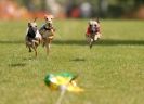 Image 30 in EAST ANGLIAN  WHIPPET RACING CLUB. BLACK VELVET OPEN 2009 