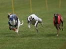 Image 32 in EAST ANGLIAN  WHIPPET RACING CLUB. BLACK VELVET OPEN 2009 