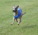 Image 33 in EAST ANGLIAN  WHIPPET RACING CLUB. BLACK VELVET OPEN 2009 