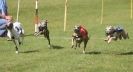 Image 34 in EAST ANGLIAN  WHIPPET RACING CLUB. BLACK VELVET OPEN 2009 