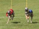 Image 35 in EAST ANGLIAN WHIPPET RACING CLUB. BLACK VELVET OPEN 2009