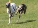 Image 36 in EAST ANGLIAN  WHIPPET RACING CLUB. BLACK VELVET OPEN 2009 