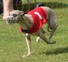 Image 37 in EAST ANGLIAN  WHIPPET RACING CLUB. BLACK VELVET OPEN 2009 