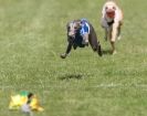 Image 38 in EAST ANGLIAN  WHIPPET RACING CLUB. BLACK VELVET OPEN 2009 