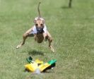 Image 39 in EAST ANGLIAN WHIPPET RACING CLUB. BLACK VELVET OPEN 2009