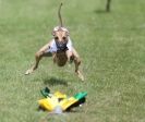 Image 39 in EAST ANGLIAN  WHIPPET RACING CLUB. BLACK VELVET OPEN 2009 