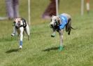 Image 40 in EAST ANGLIAN  WHIPPET RACING CLUB. BLACK VELVET OPEN 2009 