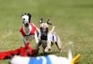 Image 41 in EAST ANGLIAN  WHIPPET RACING CLUB. BLACK VELVET OPEN 2009 