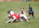 Image 42 in EAST ANGLIAN  WHIPPET RACING CLUB. BLACK VELVET OPEN 2009 