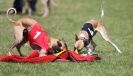 Image 43 in EAST ANGLIAN WHIPPET RACING CLUB. BLACK VELVET OPEN 2009
