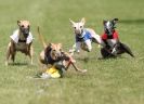 Image 44 in EAST ANGLIAN WHIPPET RACING CLUB. BLACK VELVET OPEN 2009