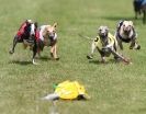 Image 45 in EAST ANGLIAN  WHIPPET RACING CLUB. BLACK VELVET OPEN 2009 