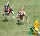 Image 46 in EAST ANGLIAN  WHIPPET RACING CLUB. BLACK VELVET OPEN 2009 