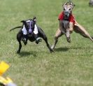 Image 47 in EAST ANGLIAN  WHIPPET RACING CLUB. BLACK VELVET OPEN 2009 